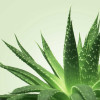 Mixgliss Nu - Aloe Vera - 1000 Ml